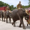 elephantsparade