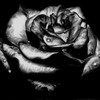 black_rose_by_ghozt159